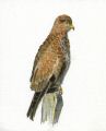 Buse variable.jpg